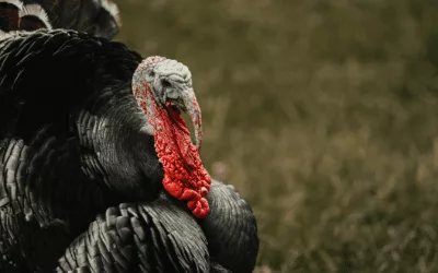 A Lesson From Turkeys