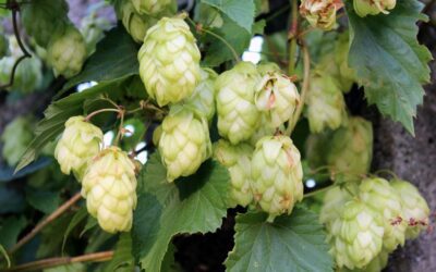 Should I Invest in a Hop Farm? (And Other Alternative Investment Ideas)